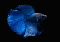 Петушок Петушок Супер Дельта сапфир самец Betta-male super delta blue-sapphire)