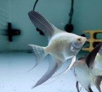 Скалярия жемчужина болгарии (Pterophyllum bulgarian green)