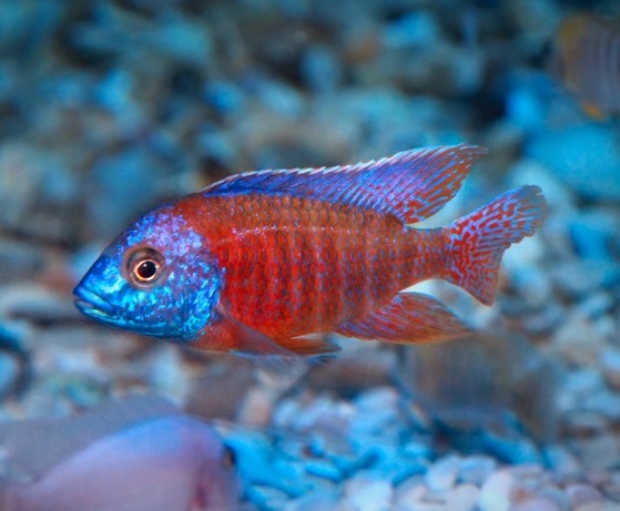 Цихлида Копадихромис Каданго (Copadichromis borleyi «Kadango»)