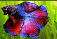 Петушок Халф Мун двухвостый красный огонь самец (betta male lunar two tailed redfire)