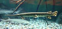 Щука Длинорылый Панцирник  (Lepisosteus osseus) 8-11 см