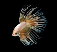 Петушок Коронохвостый золотой самец (Betta-splendens-crown-tail-gold)