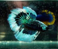 Петушок Халф Мун бабочка зеленый самец Betta splendens Halfmoon green Butterfly)