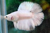Петушок Супер Дельта двухвостый белый самец (betta-MALE super-delta double white tail-)