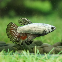 Петушок самка (курочка) Супер Дельта Медный Дракон (Betta fish female ) 3-3,5 см