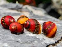 Улитка Неретина красноточечная (Red Racer Nerite Snail)