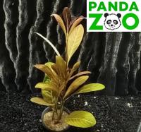 Гигрофила зеленая оливка ( Hygrophila sp. Green Olive )
