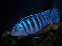 Цихлида Голубая зебра (Maylandia zebra, ранее Pseudotropheus zebra) 4 см