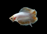 Петушок самка (курочка) Двухвостая Золотая Бабочка  (Betta fish female ) 3-3,5 см