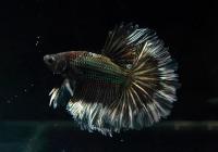 Петушок Халф Мун черный дракон бабочка самец (Betta splendens Halfmoon black dragon Butterfly)