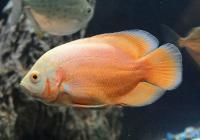Цихлида Астронотус альбинос красный (astronotus-ocellatus-oscar-albino-red)