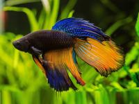 Петушок Вуалехвостый Горчичный газ самец (Betta-male-Veiltail-)