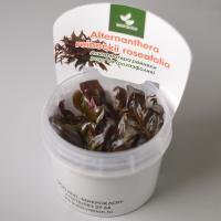 Альтернантера розоволистная меристемная (Alternanthera reineckii rosaefolia)