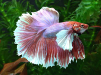 Петушок Халфмун Дамбо розовый самец (betta-dumbo-pink-male)