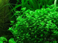 Bacopa monnieri 'Dentate'- Бакпа монниери зубчатая L257