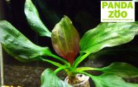 Echinodorus Apart- Эхинодорус Апарт E041