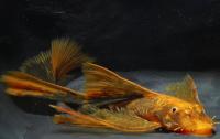 Анциструс триколор вуалевый (Ancistrus dolichopterus var tricolor) сом - присоска.5-6 см
