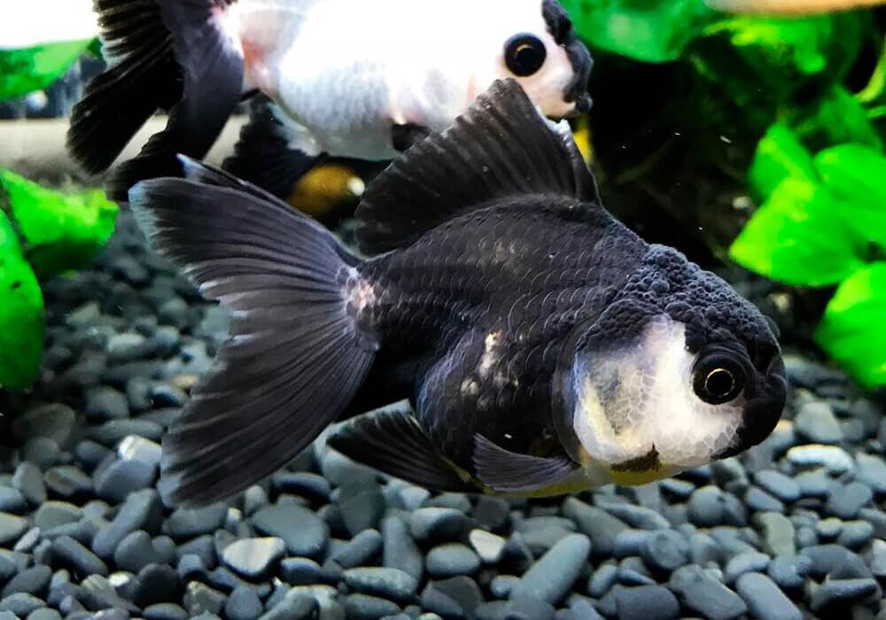 Рыбки панды аквариумные. Рыбка Оранда Панда. Оранда черная львиноголовая. Гарра Панда аквариумная рыбка. Телескоп Панда аквариумная рыбка.