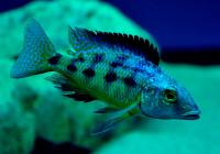 Цихлида Фоссорохромис ростратус (Fossorochromis rostratus)