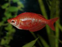 Радужница Глоссолепис (Glossolepis incisus)