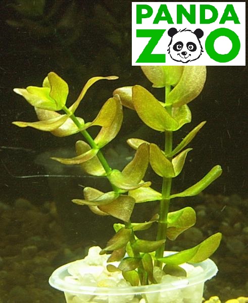 Bacopa caroliniana- Бакопа каролиниана L022