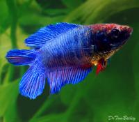 Петушок самка (курочка) Двухвостая Синяя (Betta fish female ) 3-3,5 см