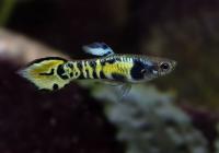 Гуппи эндлера тигровый  (Guppy) Самец
