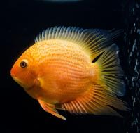 Цихлазома Северум красноточечный (Red Spot Severum Heros severus)  4,5 - 5,5 см