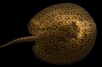 Скат Моторо (Potamotrygon motoro)  25-30 см (по мантии)