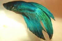 Петушок Вуалехвостый зеленый самец (Betta-Dragon-Veil-Tail-Green)