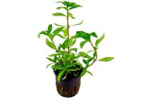 Гигрофила многосеменная ярко-розовый (Hygrophila polysperma Rosanervig)