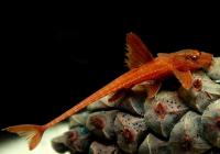 Лорикария красная (Rhineloricaria lanceolata) Сом