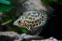 Ктенопома Леопардовая  (Ctenopoma Acutirostre) 2,5 см 