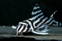 Номерной сом L046 Гипанциструс Зебра (лат. Hypancistrus Zebra)