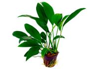 Анубиас конголезский (Anubias congensis)