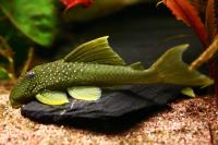 Номерной сом L 200  Хемианциструс Зеленый Фантом (Призрак) (Hemiancistrus subviridis)
