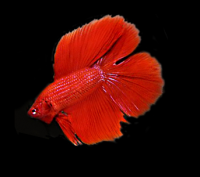 Петушок Супер Дельта двухвостый красный самец (betta-MALE super-delta red double tail-)