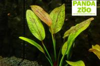 Echinodorus Aseng- Эхинодорус Асенг E090