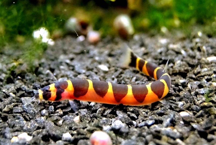 Акантофтальмус Кюля (Acanthophthalmus Pangio kuhlii) 5 см 
