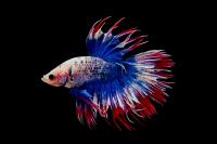 Петушок Коронохвостый сине-бело-красный самец (Betta-crown-tricolor-tail)