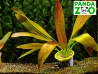 Echinodorus Europa- Эхинодорус Европа E195