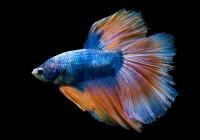 Петушок Супер Дельта пурпурно оранжевый самец (Betta male Super Delta Purple-Orange)