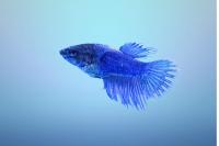 Петушок самка (курочка) Коронохвостая Синяя   (Betta fish female ) 3-3,5 см