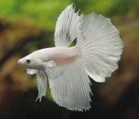 Петушок Супер Дельта белый самец (betta-MALE super-delta-white-)