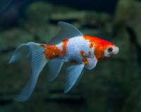 Золотая рыбка Комета красно-белая (Goldfish Comet red-white)