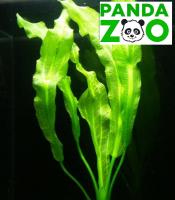 Echinodorus Americanus- Эхинодорус Американус E111