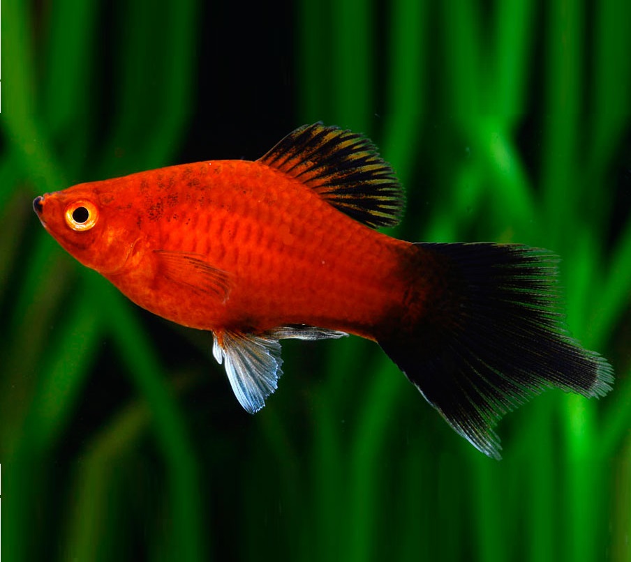 Пецилия редиска (Xiphophorus maculatus red black veiltail)