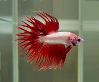 Петушок Коронохвостый красный дракон самец (Betta Fish Male-red-dragon krown-tail)