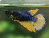 Петушок самка (курочка) Супердельта Горчичный Газ 2 (Betta fish female ) 3-3,5 см