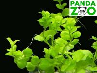 Bacopa australis- Бакопа южная L021